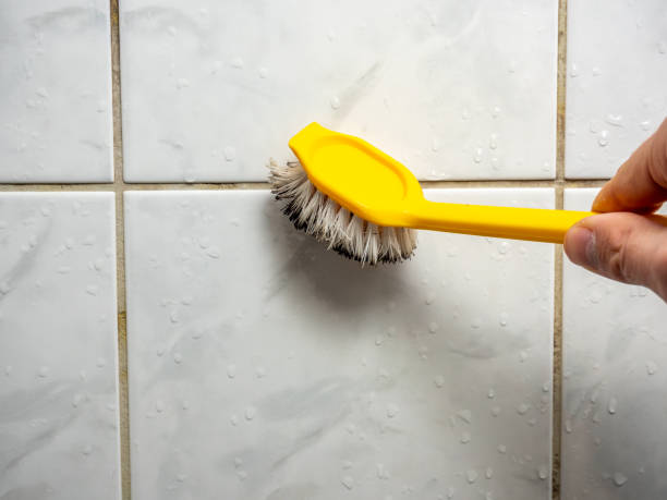 Best Same-Day Mold Removal  in Bradner, OH