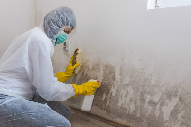 Best Local Mold Removal Service  in Bradner, OH
