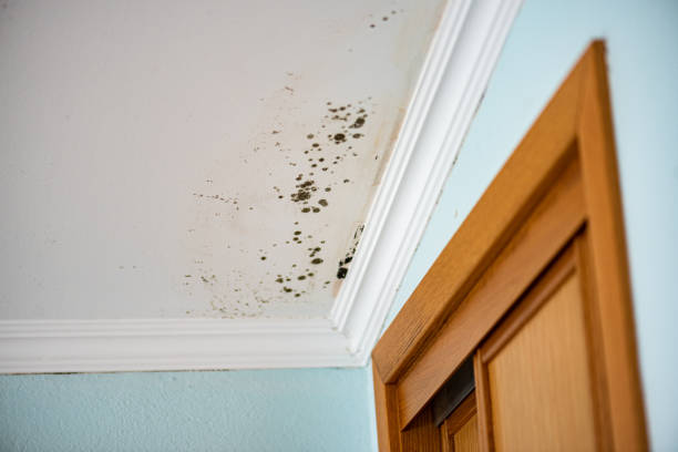 Best Residential Mold Removal  in Bradner, OH