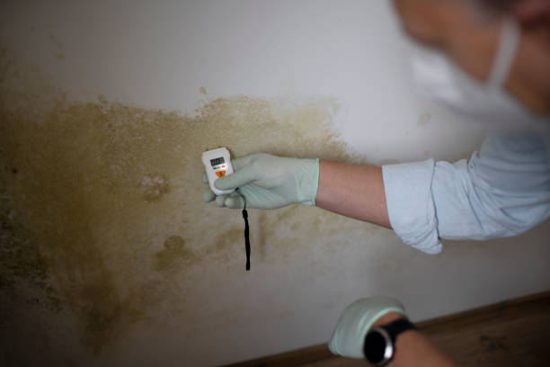 Best Certified Mold Removal  in Bradner, OH