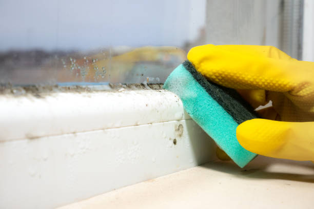 Best Mold Testing  in Bradner, OH