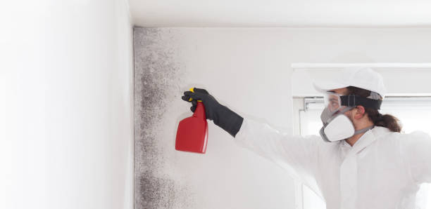 Best Commercial Mold Removal  in Bradner, OH