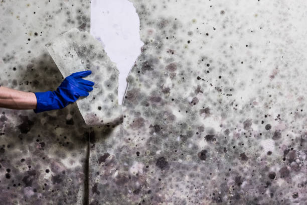 Best Mold Inspection  in Bradner, OH