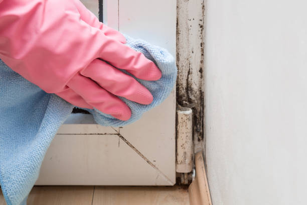 Best Home Mold Removal  in Bradner, OH