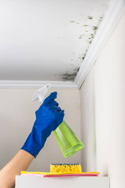 Best Mold Testing  in Bradner, OH